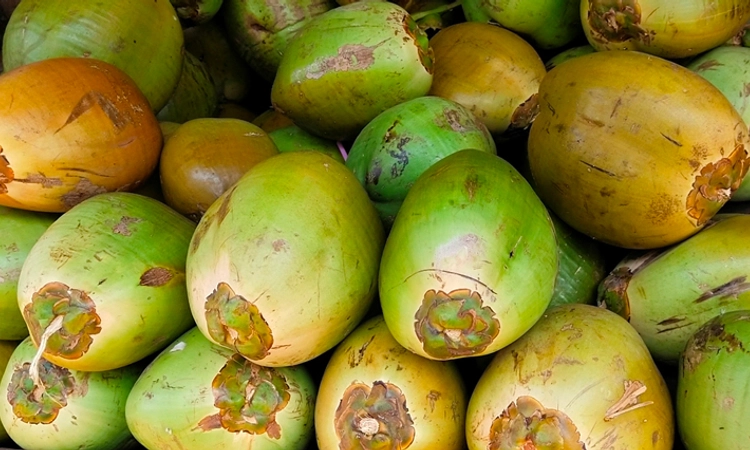 ಹೆಚ್ಚಿದ ಬಿಸಿಲ ಬೇಗೆ; ಸೀಯಾಳಕ್ಕೆ ಬೇಡಿಕೆ, ದರ ಏರಿಕೆ