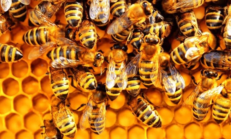 ಜೇನು ಹುಳು ಕಡಿದಾಗ  ಏನು ಮಾಡಬೇಕು? ಇಲ್ಲಿದೆ ಮಾಹಿತಿ..