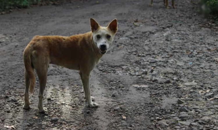 ಒಡಿಶಾ ಸರ್ಕಾರಿ ಆಸ್ಪತ್ರೆ: ಬೀದಿ ನಾಯಿ ಬಾಯಿಯಲ್ಲಿ ನವಜಾತ ಶಿಶುವಿನ ಶವ!