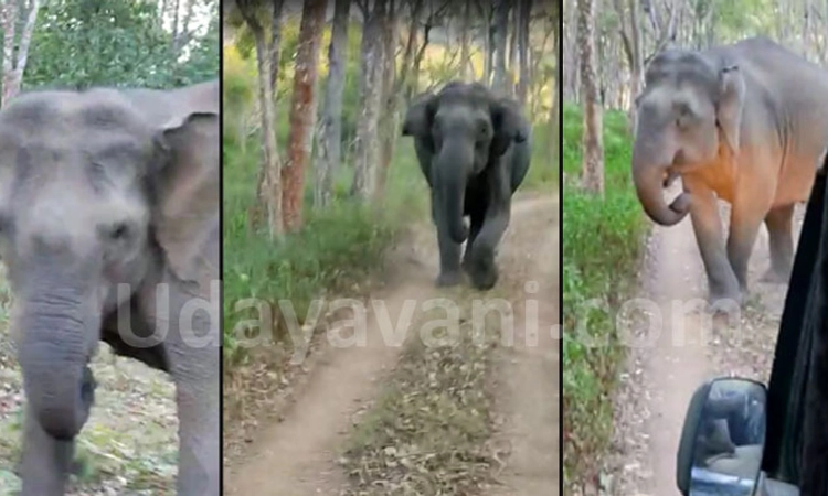 ವಿಡಿಯೋ ವೈರಲ್: ಜೀಪ್ ಚಾಲಕನ ಸಮಯಪ್ರಜ್ಞೆ ಆನೆ ದಾಳಿಯಿಂದ ಬಚಾವಾಗಿ ಬಂದ ಪ್ರವಾಸಿಗರು!