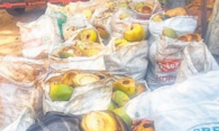 ಮಂಗಳೂರು:ರೋಗ ಹರಡುವ ಭೀತಿ – ಸೀಯಾಳ ಸಿಪ್ಪೆಯ ತ್ಯಾಜ್ಯ ತೆರವಾಗದಿದ್ದರೆ ಅಪಾಯ!