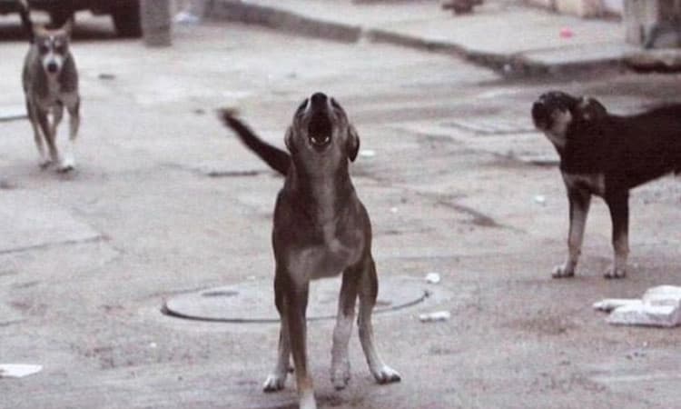 Stray dogs: ಬೀದಿ ನಾಯಿ ದಾಳಿಗೆ ಬಲಿಯಾದ 12 ವರ್ಷದ ಬಾಲಕ