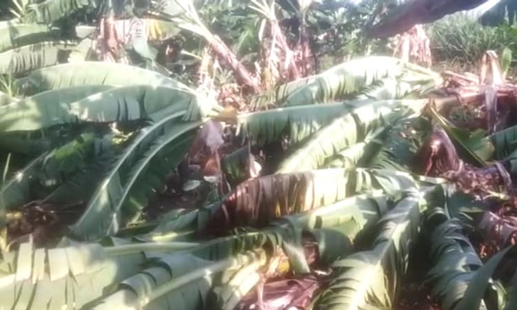 ಮುದ್ದೇಬಿಹಾಳ : ಗಾಳಿ ಮಳೆಗೆ ಅಪಾರ ಬಾಳೆ ಬೆಳೆ ನಾಶ