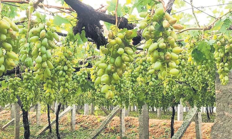 ಮೋಡ; ಮಾವು, ದ್ರಾಕ್ಷಿ ಬೆಳೆಗಾರರಲ್ಲಿ ನಡುಕ