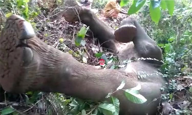 Kadaba: ಅಸ್ವಸ್ಥಗೊಂಡಿದ್ದ ಕಾಡಾನೆ ಸಾವು