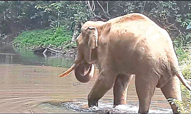 ಅಸ್ವಸ್ಥ ಆನೆ ಮತ್ತೆ ಪತ್ತೆ; ಚಿಕಿತ್ಸೆ ನೀಡಲಾಗದೆ ಕೈಚೆಲ್ಲಿದ ವೈದ್ಯರು