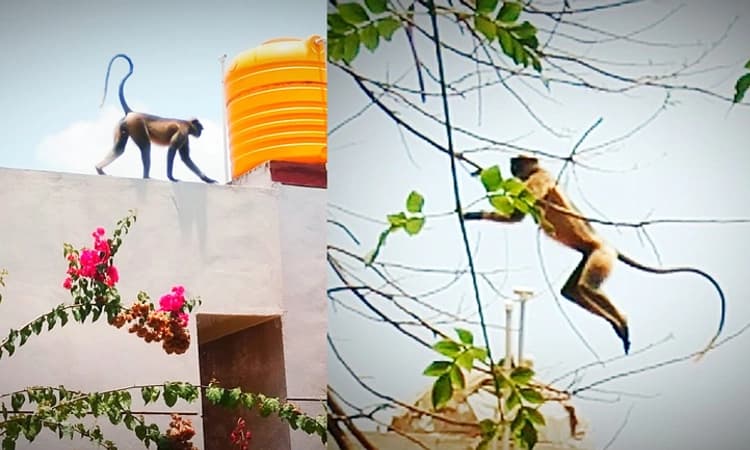 ಸಿಕ್ಕ ಸಿಕ್ಕವರ ಮೇಲೆ ದಾಳಿ ಮಾಡುತ್ತಿದೆ ಕೋತಿ… 10ಕ್ಕೂ ಹೆಚ್ಚು ಜನರಿಗೆ ಗಾಯ