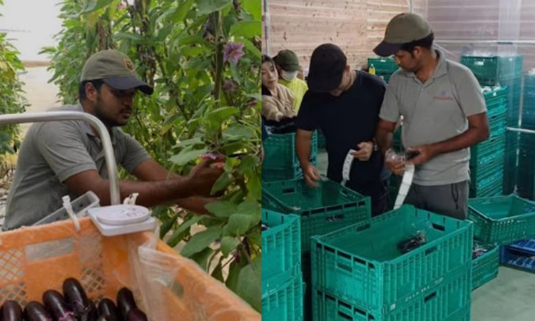 Infosys ಟೆಕ್ಕಿ ಬದನೆಕಾಯಿ ಬೆಳೆಯಲು ಕೆಲಸವನ್ನು ತೊರೆದ!; ದುಪ್ಪಟ್ಟು ಗಳಿಕೆ