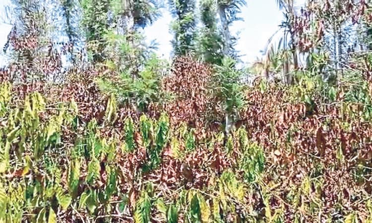 ಕೊಡಗಿನಲ್ಲಿ ಬಿಸಿಲ ಧಗೆ: ಬತ್ತುತ್ತಿರುವ ಜಲಮೂಲ, ಕರಟಿದ ಕಾಫಿ ತೋಟ