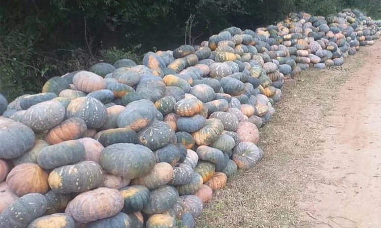Sweet Pumpkin: ಮಳೆ ನೀರಿನಿಂದಲೇ ಸಿಹಿ ಕುಂಬಳಕಾಯಿ ಬೆಳೆದ ರೈತ