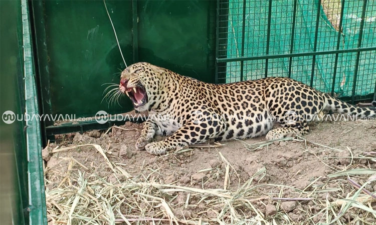 Gundlupete: ಬೋನಿಗೆ ಬಿದ್ದ ಗಂಡು ಚಿರತೆ