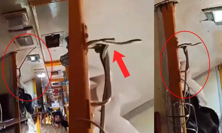 Viral Video: ಟಿಕೆಟ್ ಇಲ್ಲದೆ ರೈಲಿನ ಎಸಿ ಕೋಚ್ ನಲ್ಲಿ ಪ್ರಯಾಣಿಸಿದ ಹಾವು…