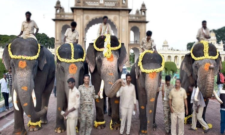 Mysuru Dasara: ಪಟ್ಟದ ಆನೆಯಾಗಿ ಕಂಜನ್‌, ನಿಶಾನೆ ಆನೆಯಾಗಿ ಭೀಮ ಆಯ್ಕೆ