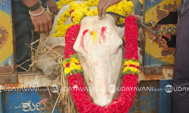 Shimoga; ಎಲ್ಲರ ಮನ ಗೆದ್ದಿದ್ದ ಇಟ್ಟಿಗೆ ಹಳ್ಳಿಯ ʼ108 ಆಂಬುಲೆನ್ಸ್ʼ ಹೋರಿ ಇನ್ನಿಲ್ಲ…!