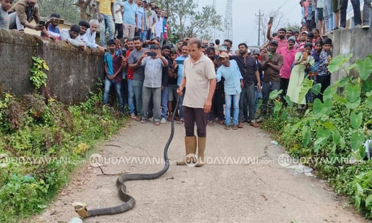 Attigere: ಶಾಲಾ ಆವರಣದಲ್ಲಿ ಬರೋಬ್ಬರಿ 15 ಅಡಿ ಉದ್ದದ ಕಾಳಿಂಗ ಸರ್ಪ ಸೆರೆ