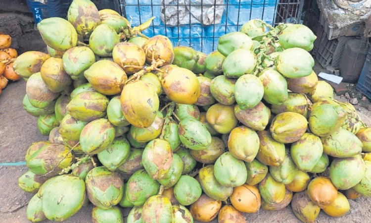 Udupi ತಮಿಳುನಾಡಿನ ಎಳನೀರು; ಸ್ಥಳೀಯ ಕಾರ್ಮಿಕರ ಕೊರತೆ