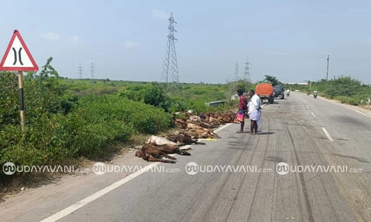 Yermarus: ಖಾಸಗಿ ಬಸ್ ಹರಿದು 150 ಕುರಿಗಳ ಮಾರಣಹೋಮ