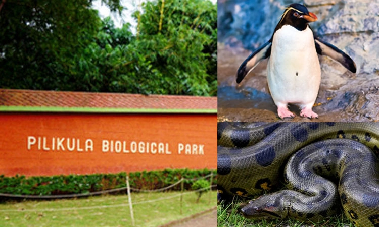 Biological Park: ಪಿಲಿಕುಳಕ್ಕೆ ಪೆಂಗ್ವಿನ್‌, ಅನಕೊಂಡ ತರಿಸುವ ಮಹತ್ವದ ನಿರ್ಧಾರ