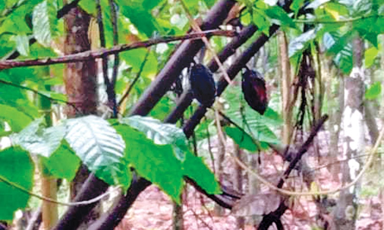 Cocoa; ವ್ಯಾಪಕವಾಗಿ ಕರಟಿದ ಕೊಕ್ಕೋ; ವಿಪರೀತ ಮಳೆ ತಂದೊಡ್ಡಿದೆ ಬೆಳೆಗಾರರಿಗೆ ಭಾರೀ ನಷ್ಟ