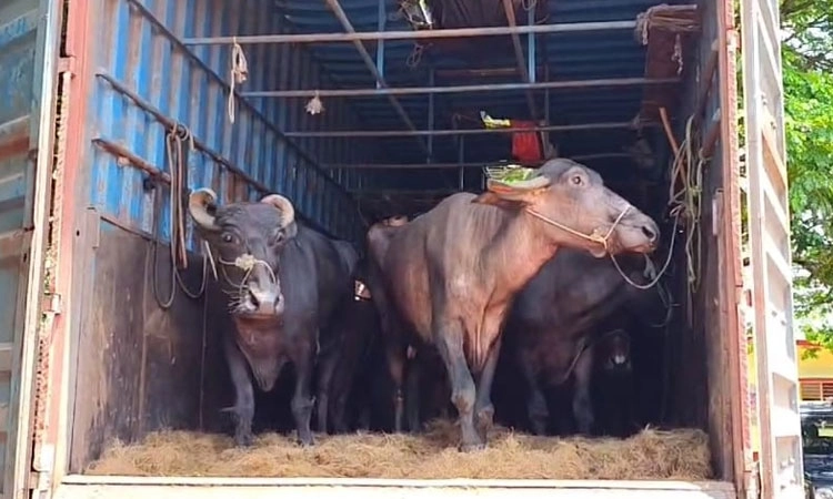 Kumata: ಅಕ್ರಮವಾಗಿ ಸಾಗಿಸುತ್ತಿದ್ದ 27 ಎಮ್ಮೆಗಳ ರಕ್ಷಣೆ; ನಾಲ್ವರ ಬಂಧನ