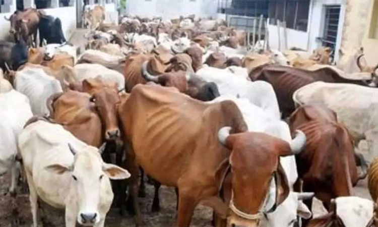 Cow: ಗೋ ಹತ್ಯೆ ನಿಷೇಧಕ್ಕೆ ಒತ್ತಾಯ-ಗೋ ಮಹಾಸಭಾ ಕಾರ್ಯಕ್ರಮಕ್ಕೆ ನಾಗಾಲ್ಯಾಂಡ್‌ ಅನುಮತಿ ನಕಾರ