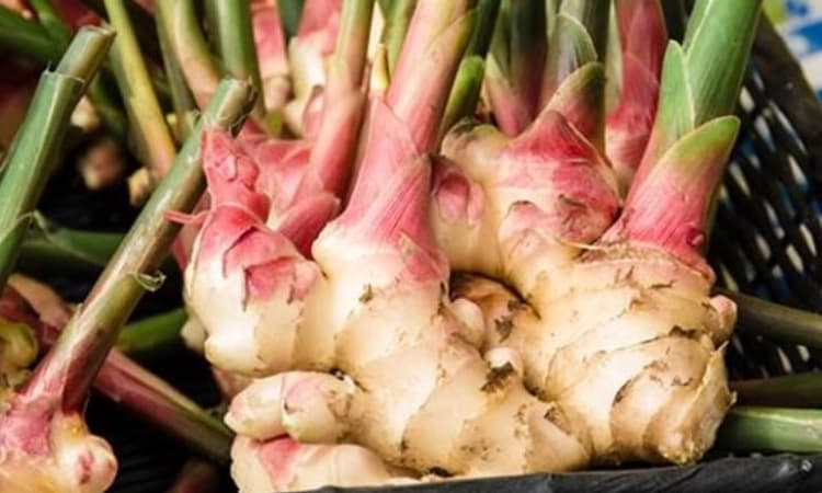 Farmers ಪಾತಾಳಕ್ಕಿಳಿದ ಶುಂಠಿ ಬೆಲೆ; ಬೆಳೆಗಾರ ಕಂಗಾಲು