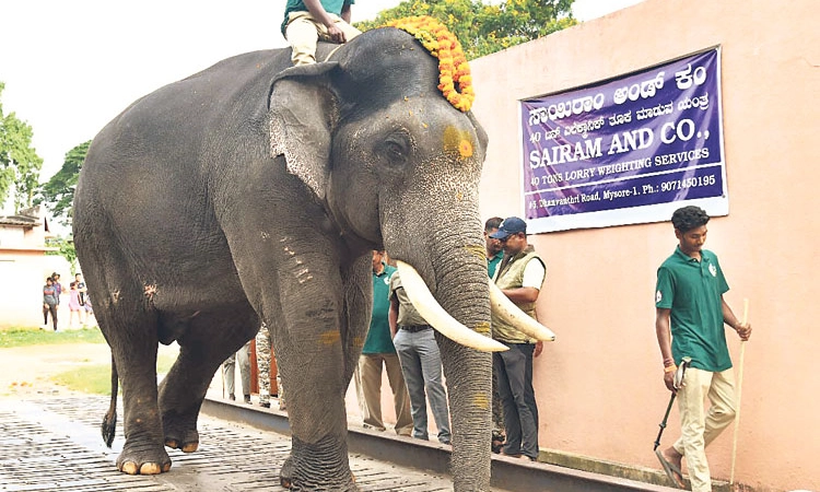 Mysuru Dasara: ಎರಡನೇ ತಂಡದ ಗಜಪಡೆಗೆ ತೂಕ ಪರೀಕ್ಷೆ: ಸುಗ್ರೀವ 5.2 ಟನ್‌