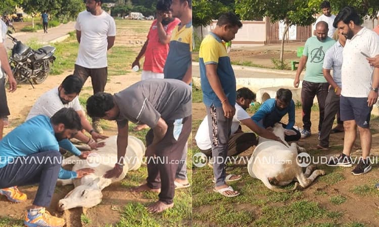 Gangavathi: ಪ್ಲಾಸ್ಟಿಕ್ ತಿಂದ ಕರುವಿಗೆ ಉಸಿರಾಟ ತೊಂದರೆ; ನೆರವಿಗೆ ಬಂದ ಕ್ರಿಕೆಟ್ ಆಟಗಾರರು