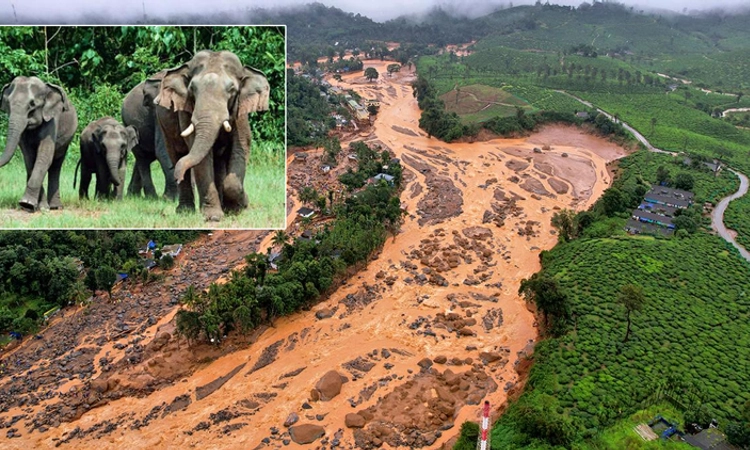 Wayanad landslide: ವಯನಾಡ್‌ ಭೂಕುಸಿತಕ್ಕೆ ಆನೆಪಥ ನಾಶ… ಕಾಡಾನೆಗಳು ಅತಂತ್ರ!