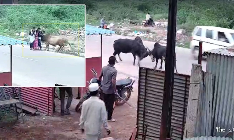 ಗದಗ-ಬೆಟಗೇರಿ ಅವಳಿ ನಗರದಲ್ಲಿ ಗೂಳಿಗಳ ಉಪಟಳ… ವಿದ್ಯಾರ್ಥಿನಿಗೆ ಗಾಯ