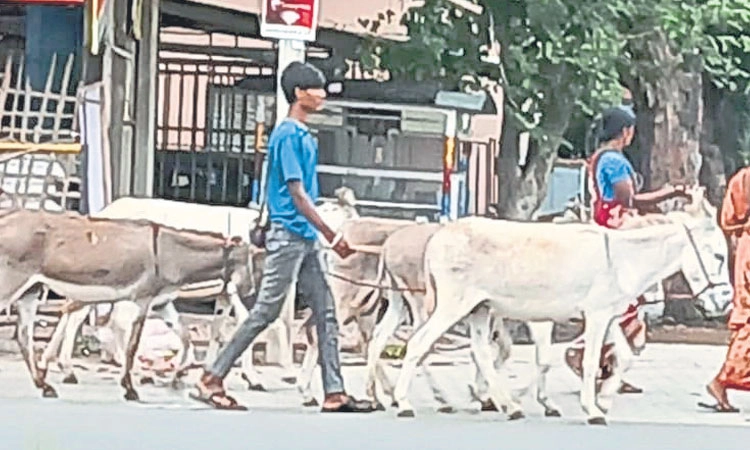 Donkey milk: ಬೊಂಬೆನಗರಿಯಲ್ಲಿ ಕತ್ತೆ ಹಾಲಿಗೆ ಬೇಡಿಕೆ!