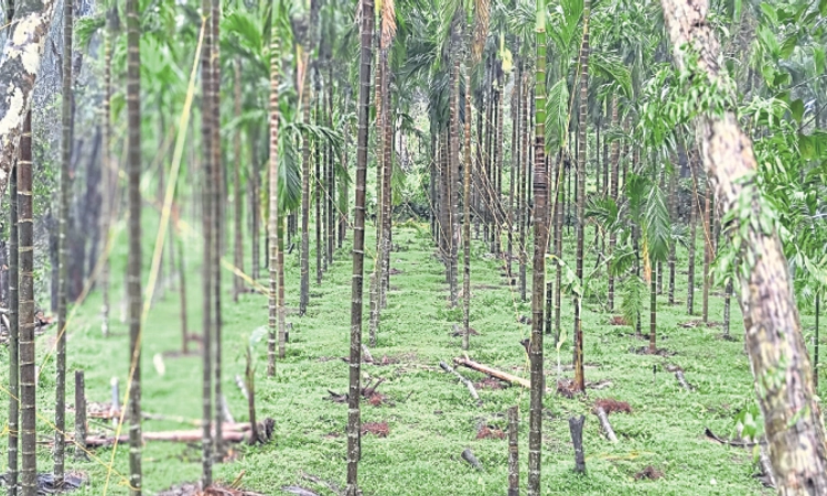 Udupi: ತೋಟಗಾರಿಕೆ ಬೆಳೆಗಳಿಗೆ ಸಂಕಷ್ಟ ತಂದ ಹವಾಮಾನ ವೈಪರೀತ್ಯ