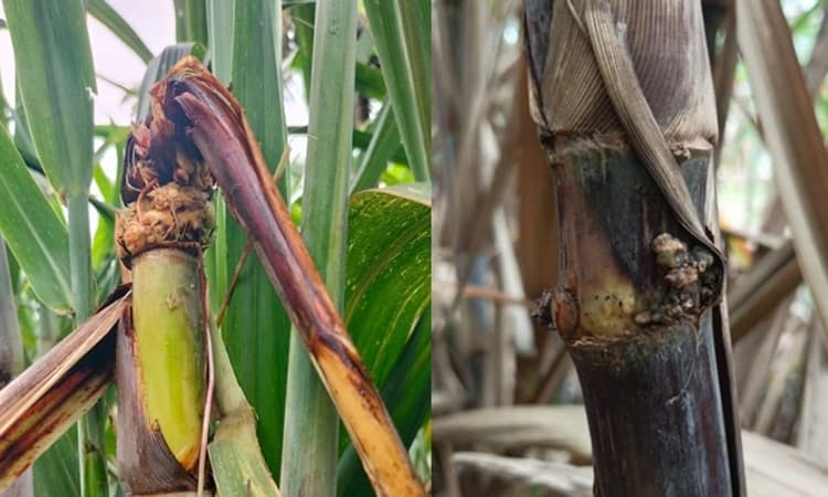 Sugarcane; ಎರಡು ಕಬ್ಬಿನ‌ ತಳಿ ಬೆಳೆಯದಂತೆ ರೈತರಿಗೆ ಕೃಷಿ ವಿವಿ ಮನವಿ