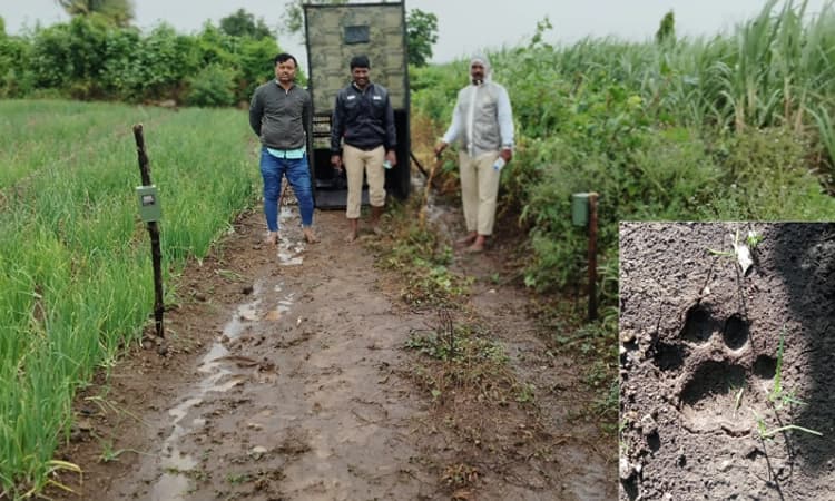 Leopard: ಬಸವನಾಡಿನಲ್ಲಿ ಚಿರತೆ ಹಾವಳಿ… ಭೀತಿಯಲ್ಲಿ ಅನ್ನದಾತ, ಡ್ರೋನ್ ಮೂಲಕ ಕಾರ್ಯಾಚರಣೆ