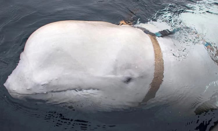 Russia ಗುಪ್ತಚರ ಖ್ಯಾತಿಯ “ವಾಲ್ಡಿಮಿರ್‌’ ತಿಮಿಂಗಿಲ ಸಾವು