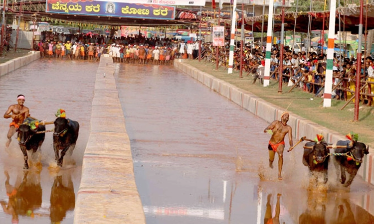 28ನೇ ವರ್ಷದ ಪುತ್ತೂರು ಕೋಟಿ – ಚೆನ್ನಯ ಕಂಬಳ ಸಂಪನ್ನ: ಇಲ್ಲಿದೆ ಸಂಪೂರ್ಣ ಫಲಿತಾಂಶ ಪಟ್ಟಿ