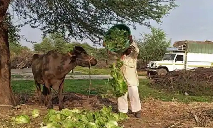 ಎಮ್ಮೆಯ ಹುಟ್ಟುಹಬ್ಬ ಆಚರಿಸಿದವನ ವಿರುದ್ಧ ಕೇಸ್ ದಾಖಲು… ಕಾರಣವೇನು?