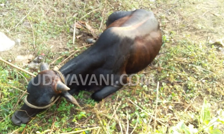 ಕಾರ್ಕಳ: ಅವಧಿ ಮೀರಿದ ಆಹಾರ ತಿಂದು ಐದು ಹಸುಗಳು ಸಾವು, ಹಲವು ಅಸ್ವಸ್ಥ