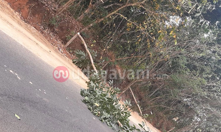 ಬೆಳ್ತಂಗಡಿ: ಶಿವರಾತ್ರಿಯಂದೇ ರಸ್ತೆ ಬದಿ ಸಾಲು ಸಾಲು ಮರ ಕಡಿದು ವಿಕೃತಿ !