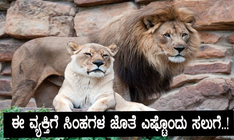 ಸಿಂಹಗಳ ಜೊತೆಯಲ್ಲೇ ಸ್ನೇಹ ಬೆಳೆಸಿದ ಧೀರ..!
