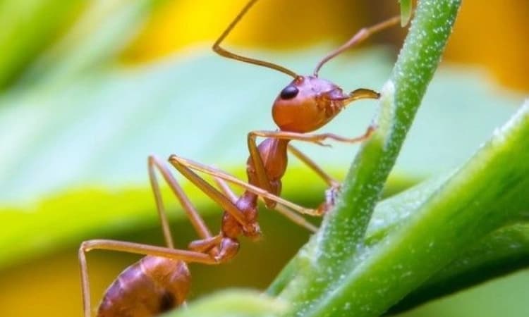 ಒಂದು ಅತ್ಯಮೂಲ್ಯ ಇರುವೆಯ ಅಂತ್ಯ