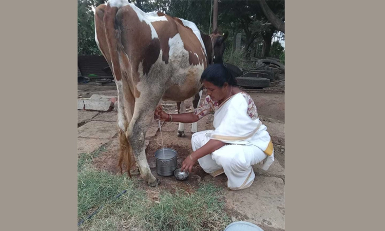 ಮಹಿಳಾ ದಿನಾಚರಣೆ ವಿಶೇಷ : ಪತಿ ಆಸರೆ ಕಳೆದುಕೊಂಡರೂ ಕೃಷಿಯಲ್ಲಿ ಸಾಧನೆ