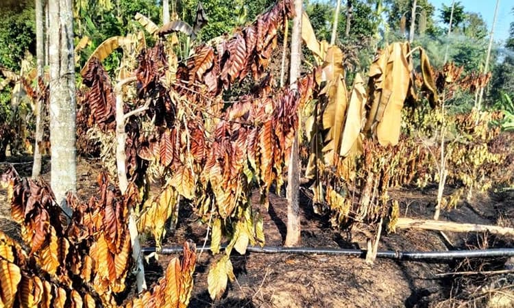 ಅಗ್ನಿ ಆಕಸ್ಮಿಕ: ಕಾಫಿ ತೋಟ ನಾಶ