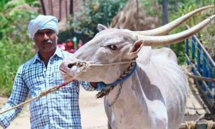 ಭಾರೀ ಹೆಸರು ಗಳಿಸಿದ್ದ ‘ಈಸೂರು ದಂಗೆ’ ಇನ್ನಿಲ್ಲ..!