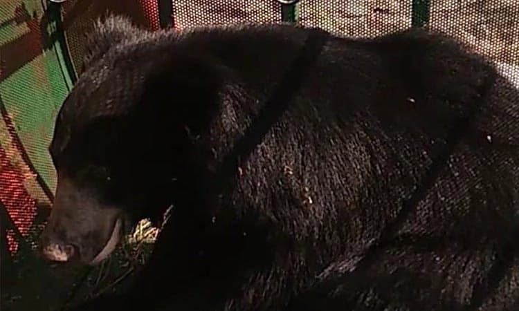 ಬೋನ್‌ಗೆ ಬಿದ್ದ ಕರಡಿ