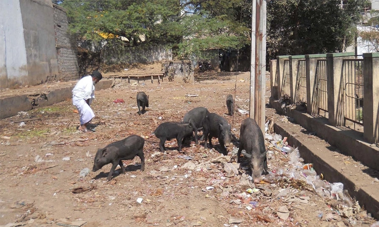 ವರಾಹ ನಿಗ್ರಹಕ್ಕೆ ನಗರಸಭೆ ಸಮರ