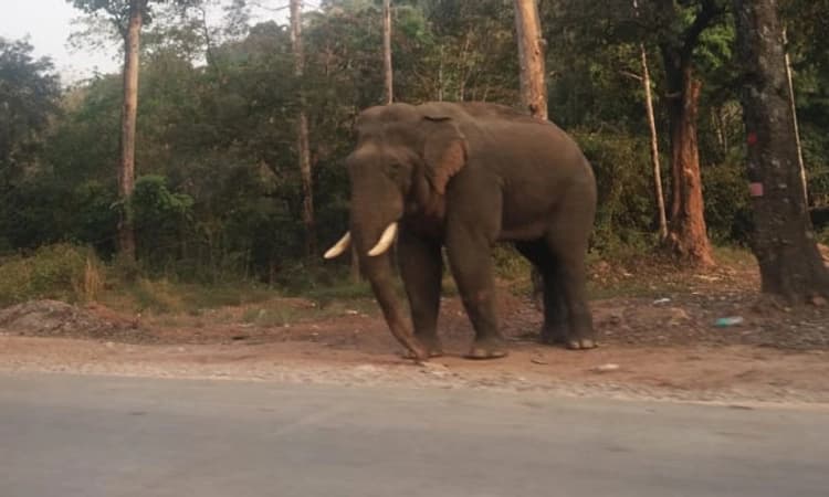 ಕೆಂಪುಹೊಳೆ: ಲಾರಿ ಚಾಲಕನ ಮೇಲೆ ಕಾಡಾನೆ ದಾಳಿ, ಚಾಲಕ ಸ್ಥಳದಲ್ಲೇ ಸಾವು!
