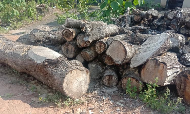 ಅಜೆಕಾರು: ರಸ್ತೆ ಬದಿ ಹಾಳಾಗುತ್ತಿರುವ ಮರದ ದಿಮ್ಮಿಗಳು