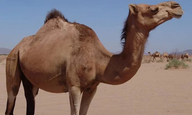 ಪ್ರೀತಿಗಾಗಿ ಒಂಟೆ ಮರಿ ಕದ್ದು ಬಂದಿಯಾದ!