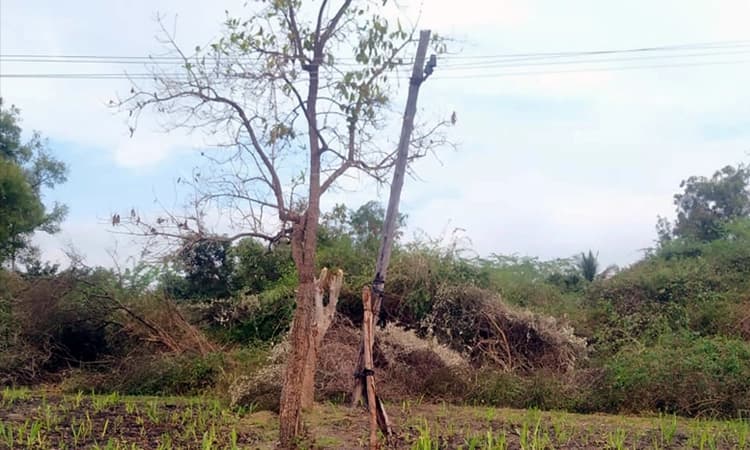 ಹೀಗೂ ಉಂಟು ವಿದ್ಯುತ್‌ ಕಂಬ!